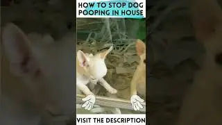 How To Stop Dog Pooping In House