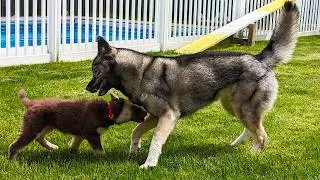 The Puppy Came Over To Play!