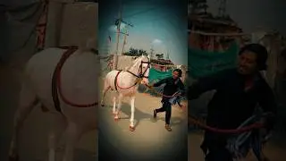 Zuljinah Nawab Badshah Faisalabad 