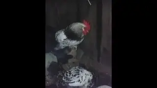 бедный петух