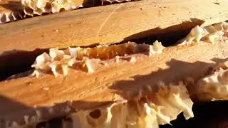 A fatal mistake in autumn. Bees do not forgive carelessness.