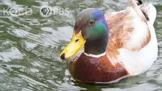 What Actually Makes Water Roll Off a Duck's Back? | Deep Look