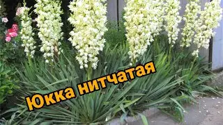 Юкка нитчатая - посадка и уход в открытом грунте.