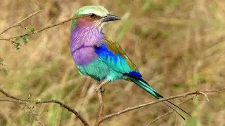 Lilac Breasted Roller - prettiest bird of Africa