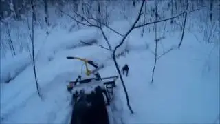 Белка в лесу