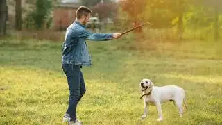 Аборт