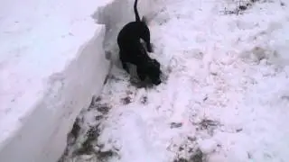 17 января 2016 г.