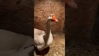 Гуси Линда