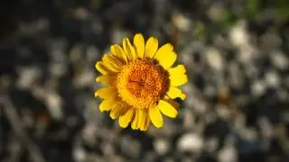 Blumenkind