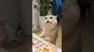 ngomong apa sih cing?