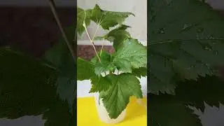 Летнее размножение черной смородины черенками.