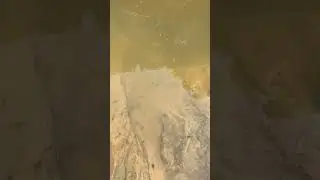ব্যাঙের পোনা।