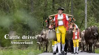 Alpfahrt Appenzellerland (Öberefahre) | Alpine cattle drive Switzerland