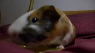 Мышь