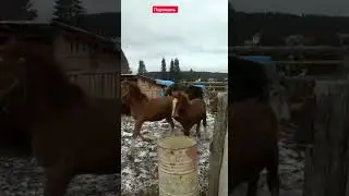 Кобылок Литовских выпустили в общий загон к большим лошадям.