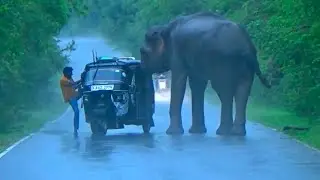 Heart stopping elephant attack Encounter Wild Road