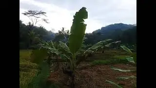 SUASANA DI PAGI HARI YANG SEJUK