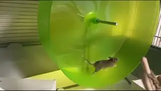 Как выбрать беговое колесо.