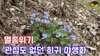 개미가 띄엄띄엄 씨앗을 퍼뜨려 꽃이 핀 멸종위기식물 희귀종 깽깽이풀(꽃) 군락지
