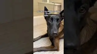 Let’s give my Belgian Malinois a bath🛁 #doggrooming #asmr #dogbath