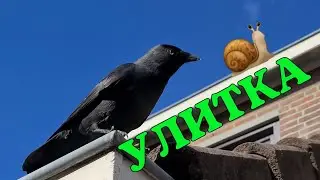 ДЕГУСТАЦИЯ 🐌  