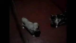 Кошка с собакой выясняют кто главный