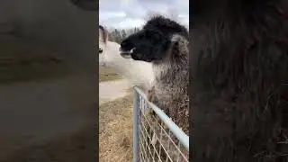 Такие чудики🥕 Проходите в телеграмме опрос t.me/DanikShvedik