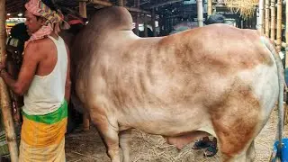 Gabtoli Hater Bishal Boro Goru Dam Chay 5 Lac 70 Hajar • Biggest Bull • Qurbani Goru • Cow Lovers