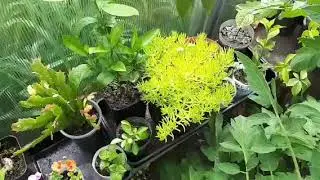 Сибирский огород 7.07.2021