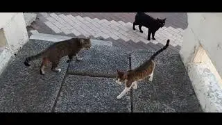 #кошки