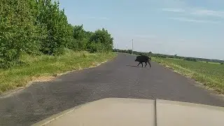 !!!!!!Чуть не сбили КАБАНА!!!!!!