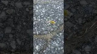 little yellow caterpillar #caterpillar #nature