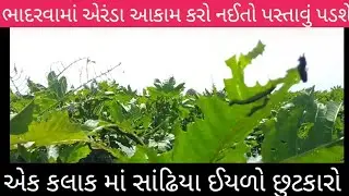 ભાદરવા માં એરંડા (દિવેલા) માં  આ કામ નઈ કરો તો પસ્તાવું પડશે