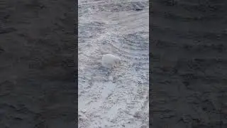 Пришёл за порцией песец
