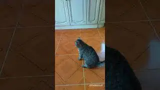 Кот и мыльный пузырь.