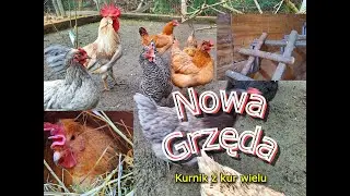 Kurnik z kur wielu 🐔 Nowa Grzęda #kogut #kury #jaja