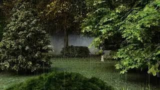 stock footage zoom in to raining forest