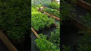 Таблетензия, начали отправку саженцев. ват сап-89038016460