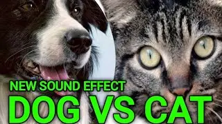 DOG VS CAT | DOG BARKING LOUDLY VS CAT CALL