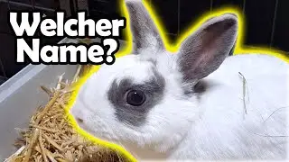 Neues Kaninchen 🐰 Namensauflösung 🐾 Neue Fanartikel 🎬