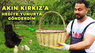 Akın Kırkız'a Hediye Yumurta Gönderdim ! Folluklardan Yumurta Toplama -Sürpriz Gurk Tavuklar