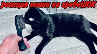 ШОК реакция на звук от РАСЧЕСКИ