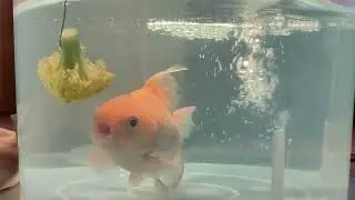 Feeding Broccoli