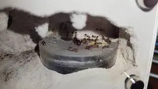 Aphaenogaster occidentalis colony in a Tar heel ants mini hearth. (Western Collared Ant)