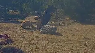 Bearded vulture and fox engage in fierce battle to determine who gets to devour horse carcass