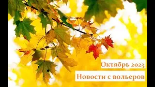 TimPtitZ: Новости с вольеров. Октябрь 2023
