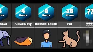 Comparison: Animal sleep