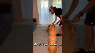 My new puppy learns how to sit