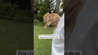 On aurait du prendre des chiens 🥲#lapin #laisse #libre #rabbit #promenade #harnais #lapinnain