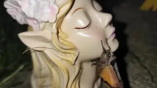 Unexpected Visitor